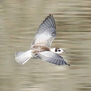 White-winged Tern